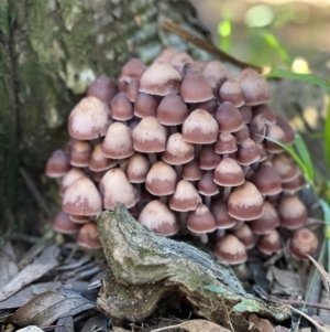 Mycena 'clarkeana group' at Flynn, ACT - 18 Jun 2022