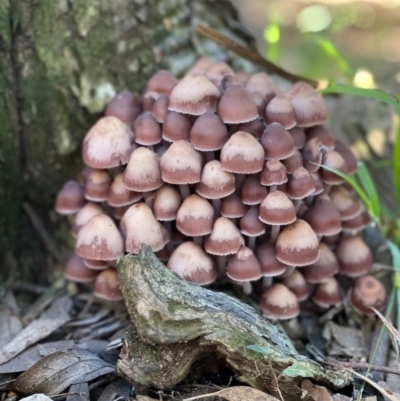 Mycena 'clarkeana group' at Flynn, ACT - 18 Jun 2022 by noodles