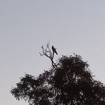 Callocephalon fimbriatum (Gang-gang Cockatoo) at Kambah, ACT - 18 Jun 2022 by michaelb