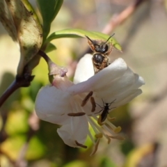 Lasioglossum (Chilalictus) bicingulatum at Murrumbateman, NSW - 18 Jun 2022 02:48 PM