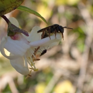 Lasioglossum (Chilalictus) bicingulatum at Murrumbateman, NSW - 18 Jun 2022