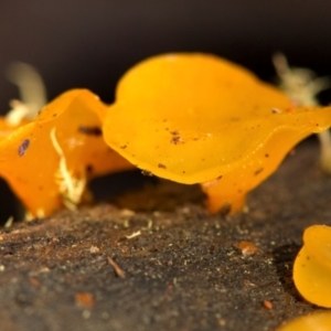 zz jelly-like puzzles at Cotter River, ACT - 18 Jun 2022