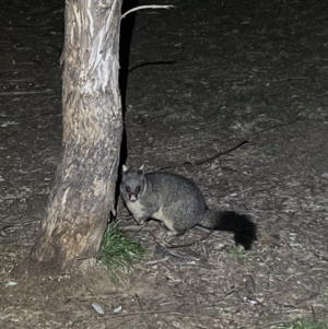 Trichosurus vulpecula at Parkes, ACT - 18 Jun 2022