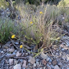 Calotis lappulacea at Queanbeyan East, NSW - 18 Jun 2022