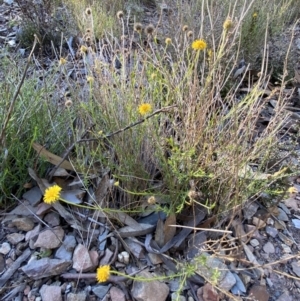 Calotis lappulacea at Queanbeyan East, NSW - 18 Jun 2022