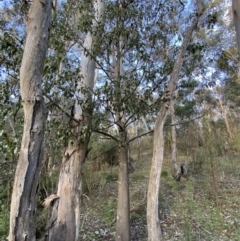 Brachychiton populneus (Kurrajong) at Queanbeyan East, NSW - 18 Jun 2022 by Steve_Bok