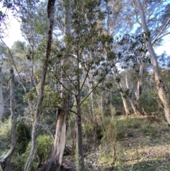 Brachychiton populneus at Queanbeyan East, NSW - 18 Jun 2022 03:13 PM