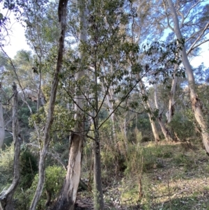 Brachychiton populneus at Queanbeyan East, NSW - 18 Jun 2022