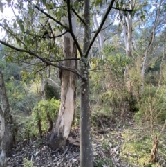 Brachychiton populneus at Queanbeyan East, NSW - 18 Jun 2022