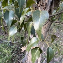 Brachychiton populneus at Queanbeyan East, NSW - 18 Jun 2022 03:13 PM