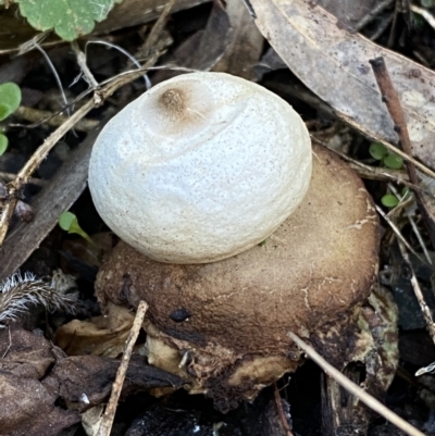 Geastrum sp. (genus) (An earthstar) at Queanbeyan East, NSW - 18 Jun 2022 by SteveBorkowskis