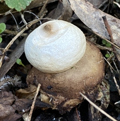 Geastrum sp. (Geastrum sp.) at Wright Park and Old Sydney Road Reserve - 18 Jun 2022 by SteveBorkowskis