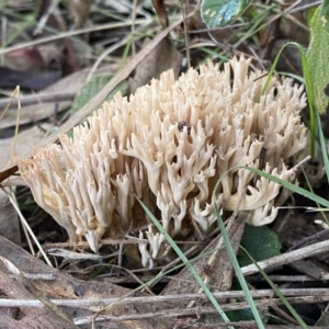 Ramaria sp. at Queanbeyan East, NSW - 18 Jun 2022 03:07 PM