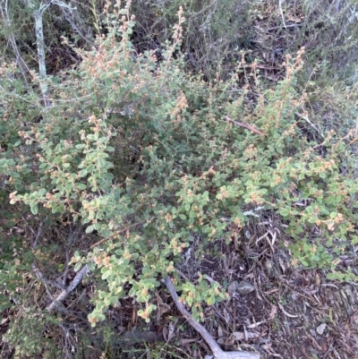 Pomaderris betulina subsp. actensis (Canberra Pomaderris) at Queanbeyan East, NSW - 18 Jun 2022 by Steve_Bok