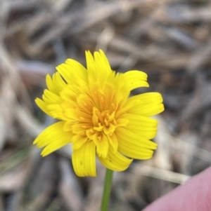 Hypochaeris radicata at Queanbeyan East, NSW - 18 Jun 2022