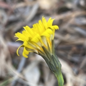 Hypochaeris radicata at Queanbeyan East, NSW - 18 Jun 2022