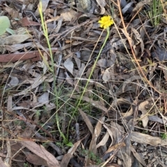 Hypochaeris radicata at Queanbeyan East, NSW - 18 Jun 2022