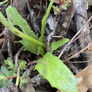 Hypochaeris radicata at Queanbeyan East, NSW - 18 Jun 2022 02:54 PM