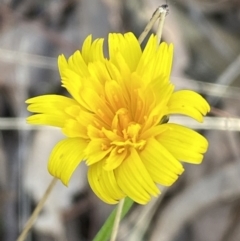 Hypochaeris radicata at Queanbeyan East, NSW - 18 Jun 2022