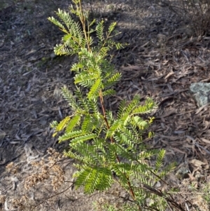 Acacia rubida at Queanbeyan East, NSW - 18 Jun 2022