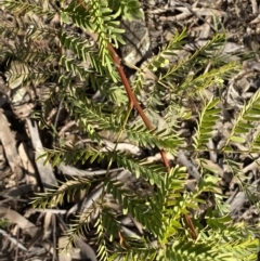 Acacia rubida at Queanbeyan East, NSW - 18 Jun 2022