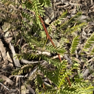 Acacia rubida at Queanbeyan East, NSW - 18 Jun 2022 02:51 PM