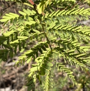 Acacia rubida at Queanbeyan East, NSW - 18 Jun 2022 02:51 PM