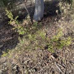 Acacia rubida at Queanbeyan East, NSW - 18 Jun 2022