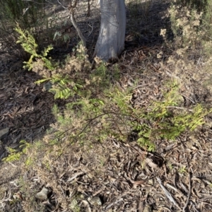 Acacia rubida at Queanbeyan East, NSW - 18 Jun 2022 02:51 PM