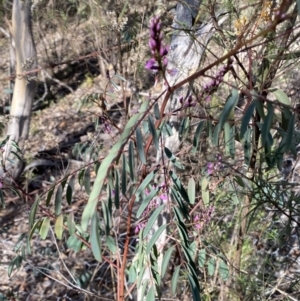 Indigofera australis subsp. australis at Queanbeyan East, NSW - 18 Jun 2022