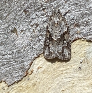 Acropolitis ergophora at Queanbeyan East, NSW - 18 Jun 2022