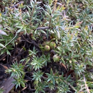 Astroloma humifusum at Queanbeyan East, NSW - 18 Jun 2022