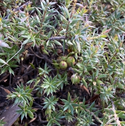 Astroloma humifusum (Cranberry Heath) at Queanbeyan East, NSW - 18 Jun 2022 by Steve_Bok