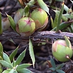 Astroloma humifusum at Queanbeyan East, NSW - 18 Jun 2022