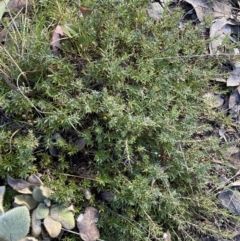 Astroloma humifusum at Queanbeyan East, NSW - 18 Jun 2022