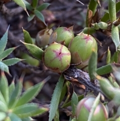 Astroloma humifusum at Queanbeyan East, NSW - 18 Jun 2022