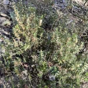 Melichrus urceolatus at Queanbeyan East, NSW - 18 Jun 2022