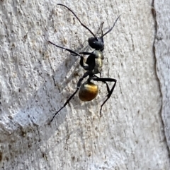 Polyrhachis ammon (Golden-spined Ant, Golden Ant) at Queanbeyan East, NSW - 18 Jun 2022 by SteveBorkowskis