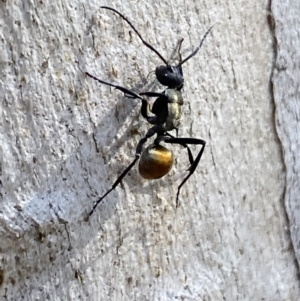 Polyrhachis ammon at Queanbeyan East, NSW - 18 Jun 2022 01:16 PM