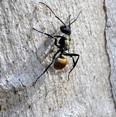Polyrhachis ammon (Golden-spined Ant, Golden Ant) at Queanbeyan East, NSW - 18 Jun 2022 by Steve_Bok
