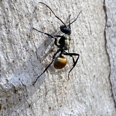 Polyrhachis ammon (Golden-spined Ant, Golden Ant) at Queanbeyan East, NSW - 18 Jun 2022 by SteveBorkowskis