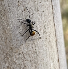 Polyrhachis ammon at Queanbeyan East, NSW - 18 Jun 2022 01:16 PM