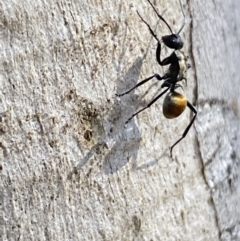 Polyrhachis ammon at Queanbeyan East, NSW - 18 Jun 2022 01:16 PM