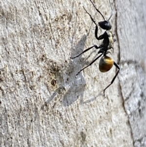 Polyrhachis ammon at Queanbeyan East, NSW - 18 Jun 2022 01:16 PM