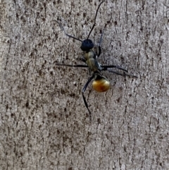 Polyrhachis ammon at Queanbeyan East, NSW - 18 Jun 2022 01:16 PM