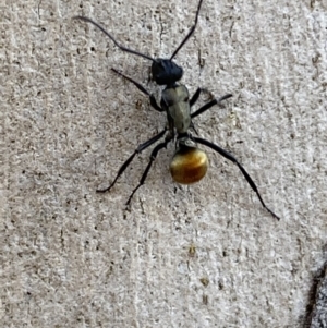 Polyrhachis ammon at Queanbeyan East, NSW - 18 Jun 2022 01:16 PM