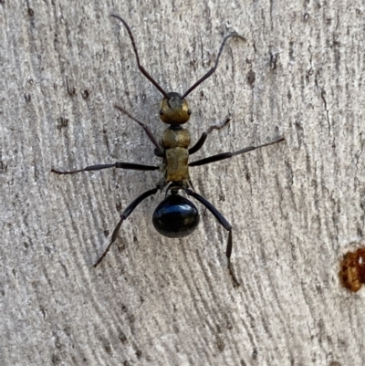 Polyrhachis semiaurata (A golden spiny ant) at Queanbeyan East, NSW - 18 Jun 2022 by Steve_Bok