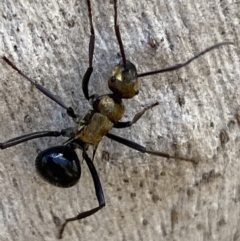 Polyrhachis semiaurata at Queanbeyan East, NSW - 18 Jun 2022 01:17 PM