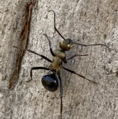 Polyrhachis semiaurata at Queanbeyan East, NSW - 18 Jun 2022