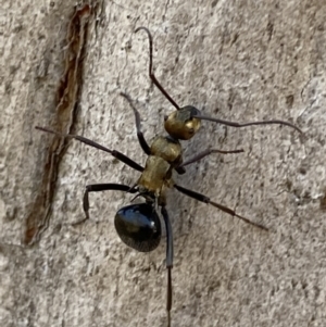 Polyrhachis semiaurata at Queanbeyan East, NSW - 18 Jun 2022 01:17 PM